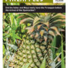 was-pineapple-prehispanic-Maya-Aztec-foods-Hellmuth-FLAAR-Dec-2018-SM-preview3