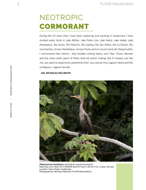 Cormoran-vol1-Birds-Yaxha-FLAAR-Mesoamerica-Nov-2018
