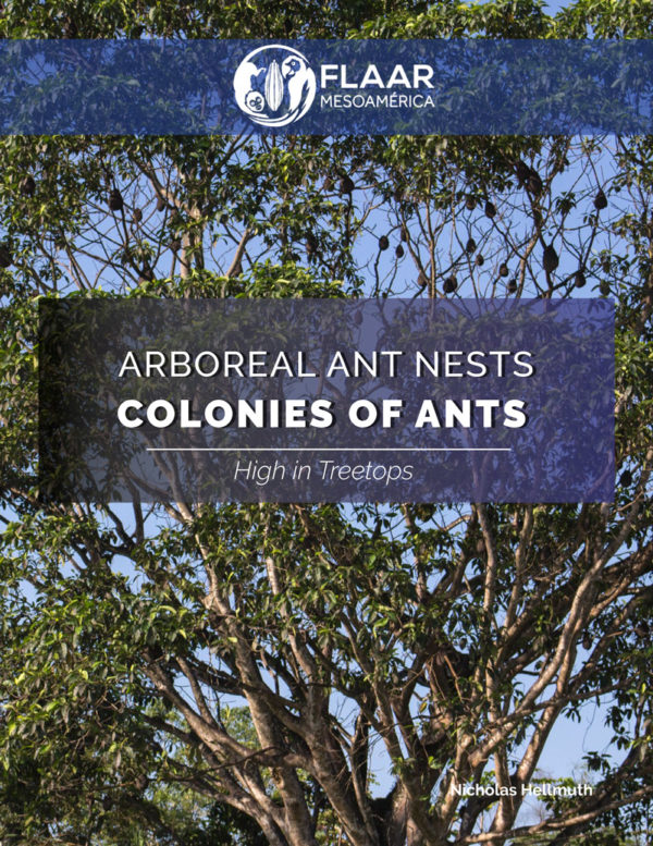 Arboreal ant nests at Rio Polochic Guatemala