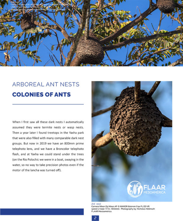 Arboreal ant nests at Rio Polochic Guatemala