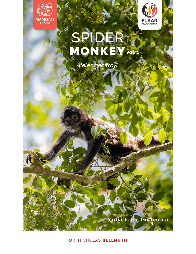Spider-monkey-vol1-mammals-Yaxha-FLAAR-Mesoamerica