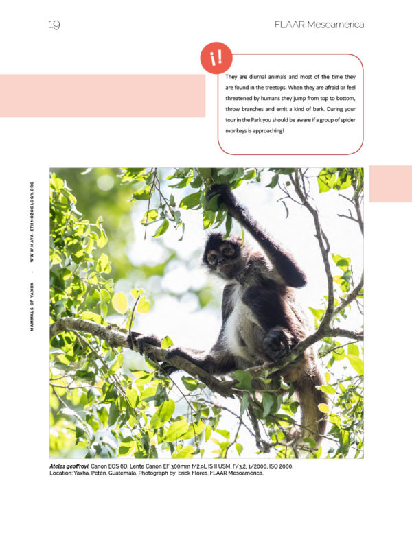 Spider-monkey-vol1-mammals-Yaxha-FLAAR-Mesoamerica-Jan-2019-ASD-eng-preview3