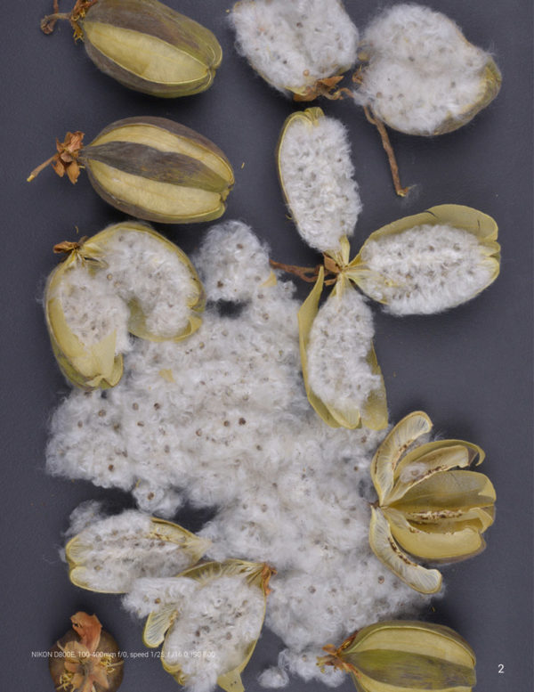 Seed-Dispersal-methods-Tecomasuche-Cochlospermum-vitifolium-FLAAR-Hellmuth-1
