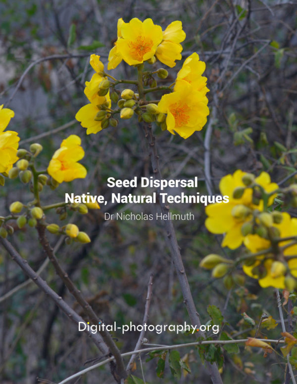 Seed-Dispersal-methods-Tecomasuche-Cochlospermum-vitifolium-FLAAR-Hellmuth-1