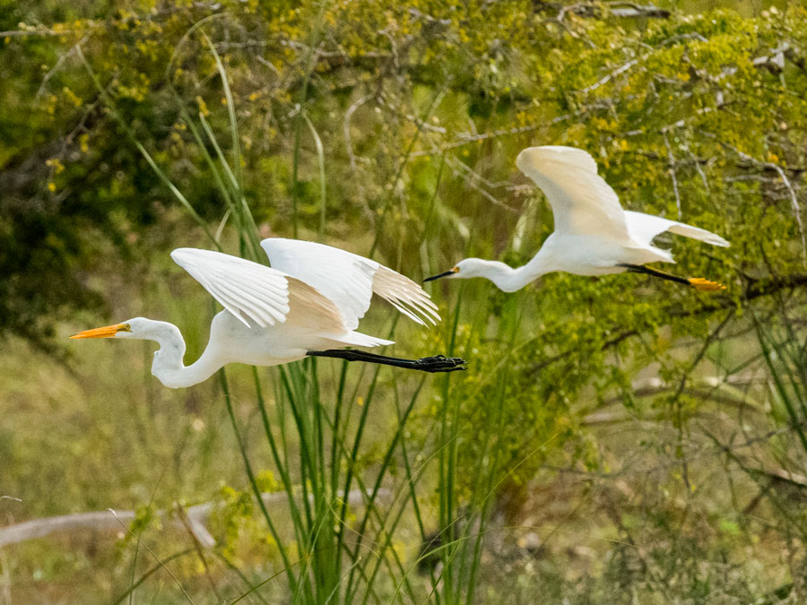 Meet the Marsh: Definition & Types - State Parks Blogs