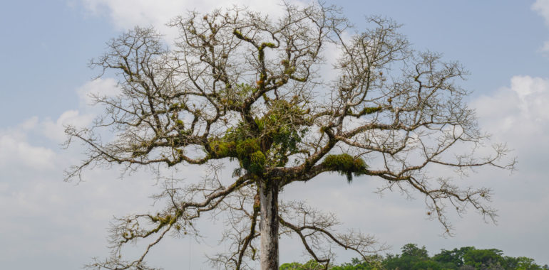 Why is Ceiba so important in our country and the Americas?