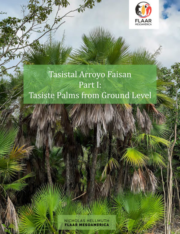Tasistal-Arroyo-Faisan-Acoelorrhaphe-wrightii-Peten-Part-I-Hellmuth-FLAAR-Mesoamerica-2020-XA-cover-4