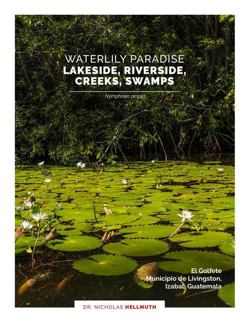 Mini-Tittle-Livingston-report-Nymphaea-ampla-only-waterlily-Google-maps