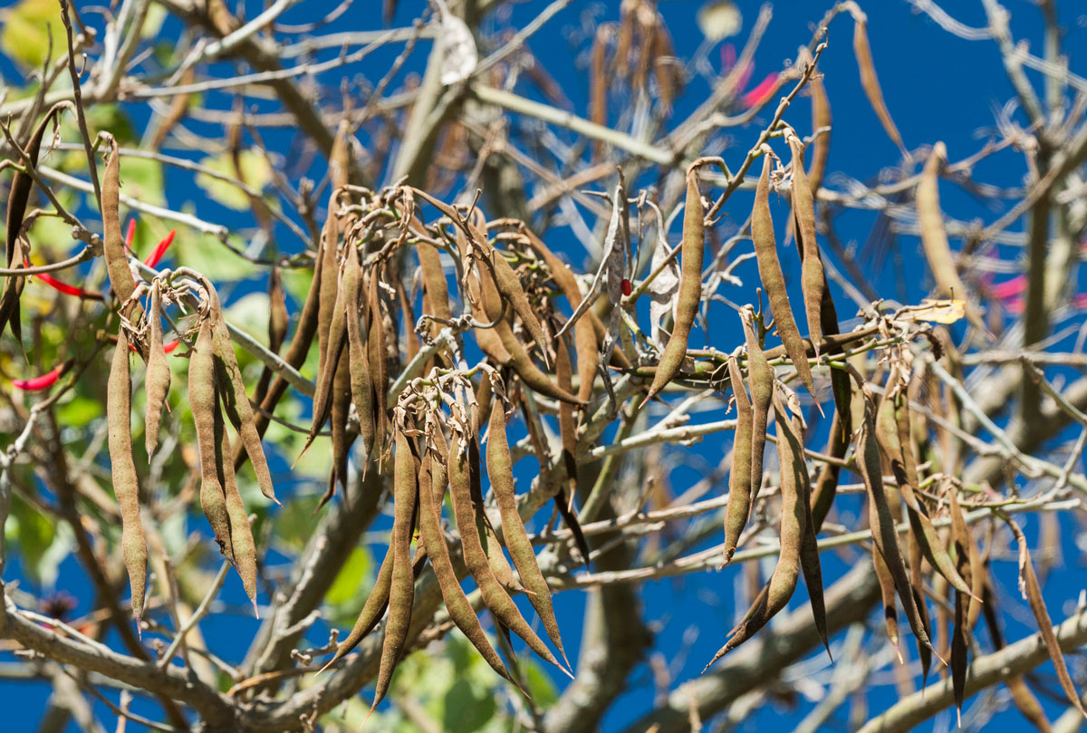 Erythina-coral-tree-imagen-1