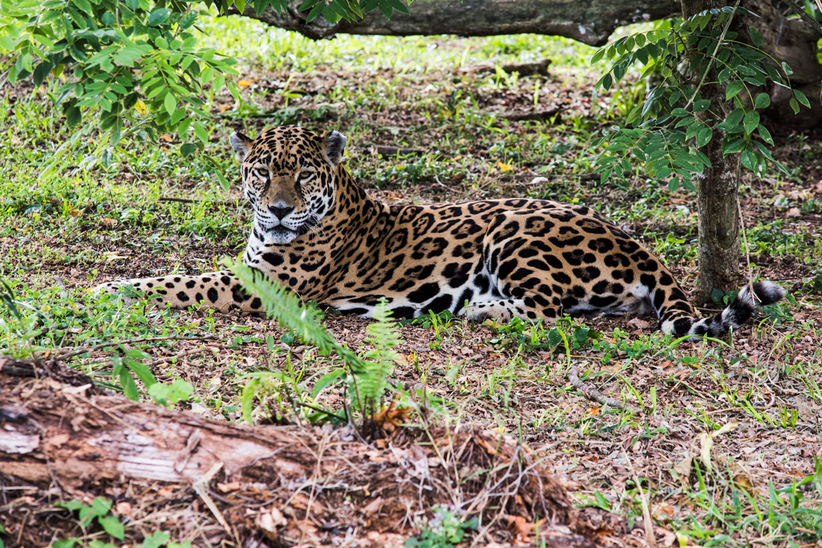 Jaguar, speed 1/200, ISO 500, Camera NIKON D810 Ver.1.02, by Nicholas Hellmuth