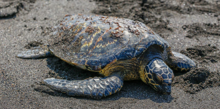 Meet the sea turtles that visit the coasts of Guatemala