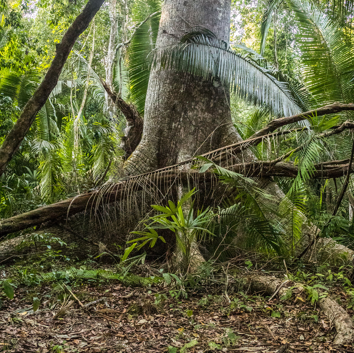 Ceiba found in Yaxha Nakum Naranjo National Park