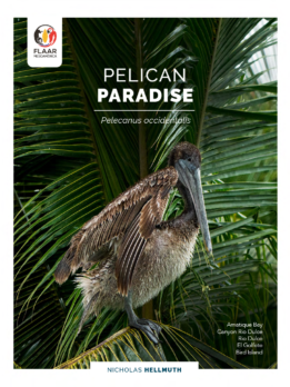 Pelican Paradise, Pelecanus occidentalis