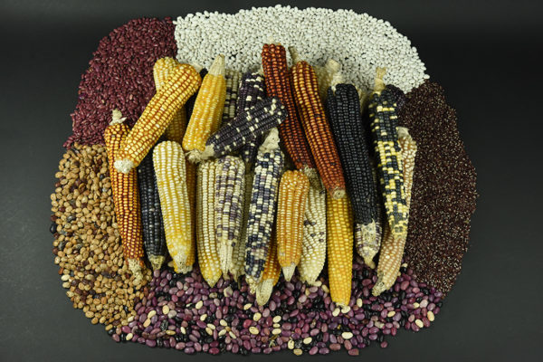 Maize: The most important crop for The Mayan Culture - FLAAR MESOAMERICA