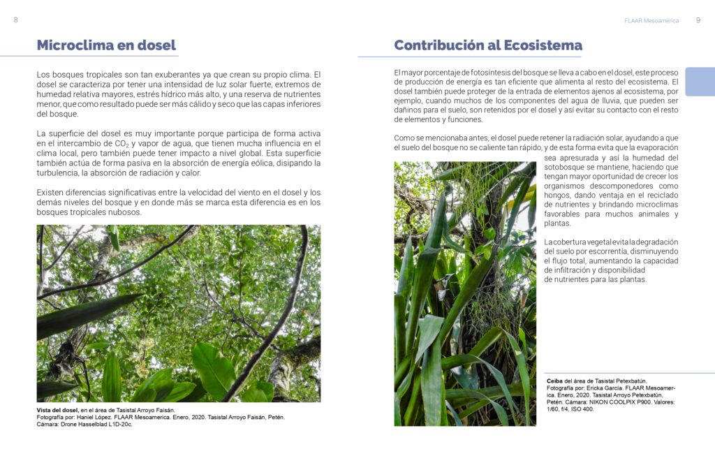 Importancia Del Dosel De Los Bosques Tropicales - FLAAR MESOAMERICA