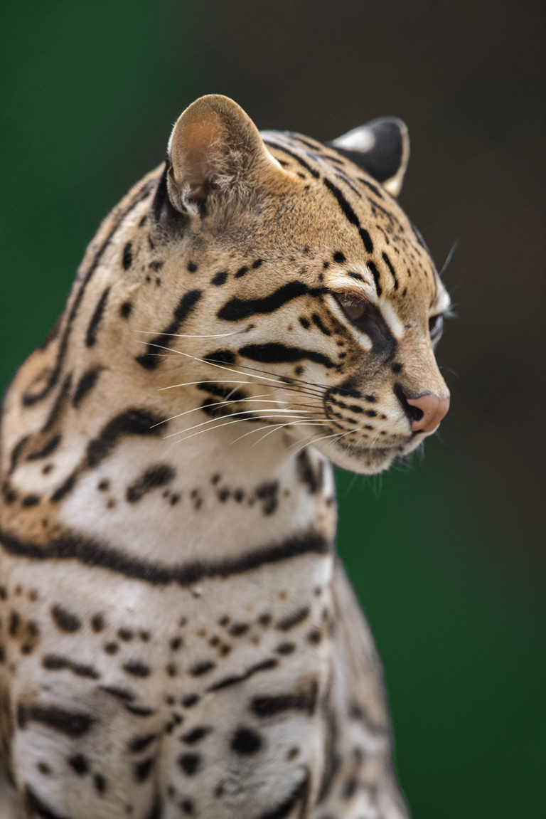 World Animal Day: Threatened Animals in Central America - FLAAR MESOAMERICA