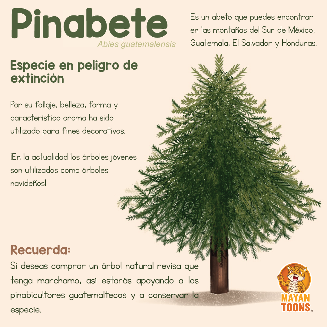 7 razones para no utilizar el musgo para el pesebre de Navidad - Conciencia  Eco