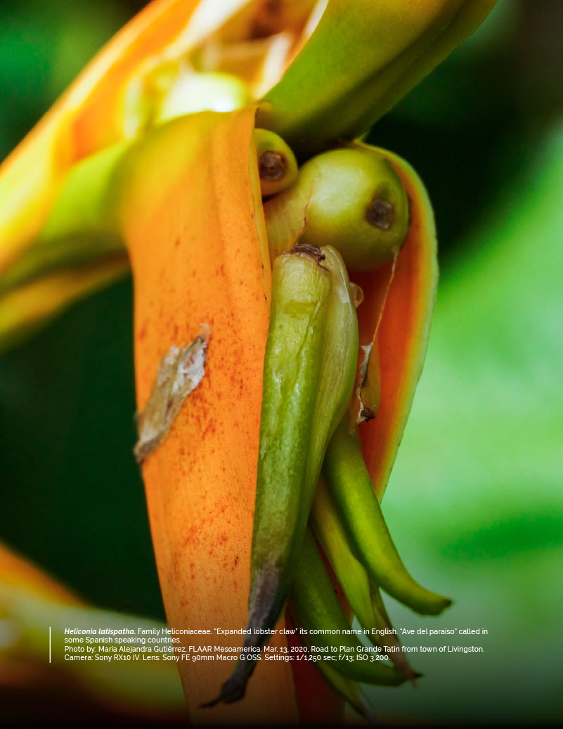 Heliconia Paradise, aurantiaca, bourgaeana & latispatha - Livingston  Project - FLAAR MESOAMERICA