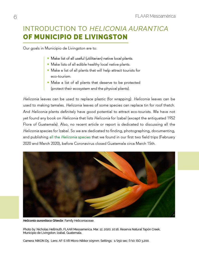 Heliconia aurantiaca - Livingston Project - FLAAR MESOAMERICA