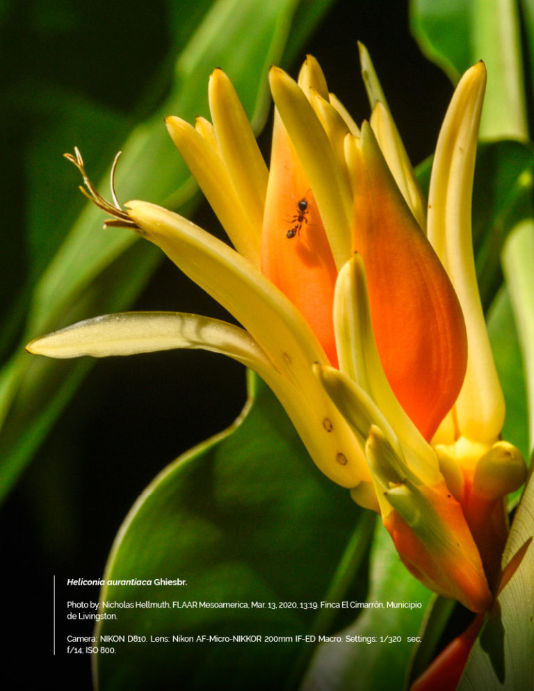 Heliconia Aurantiaca - Livingston Project - FLAAR MESOAMERICA