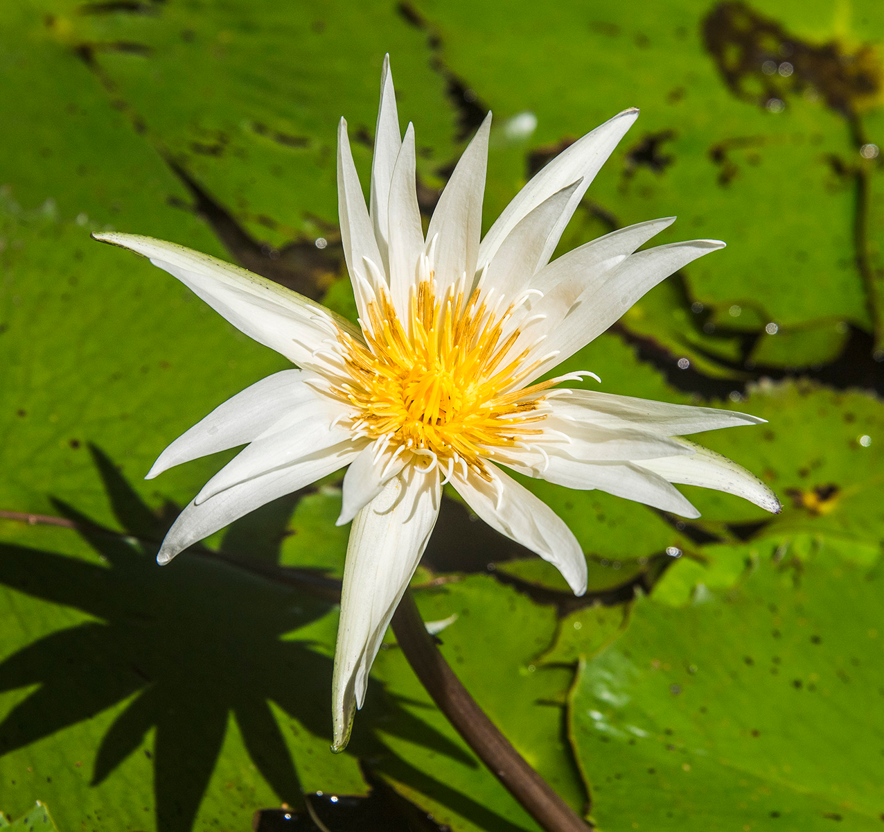 Water Lily (Nymphaea ampla). El Golfete, Izabal, 2020. Photography by David Arrivillaga.