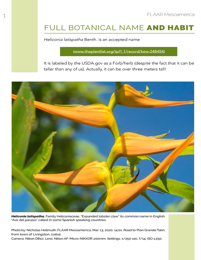 Heliconia latispatha - Livingston Project - FLAAR MESOAMERICA