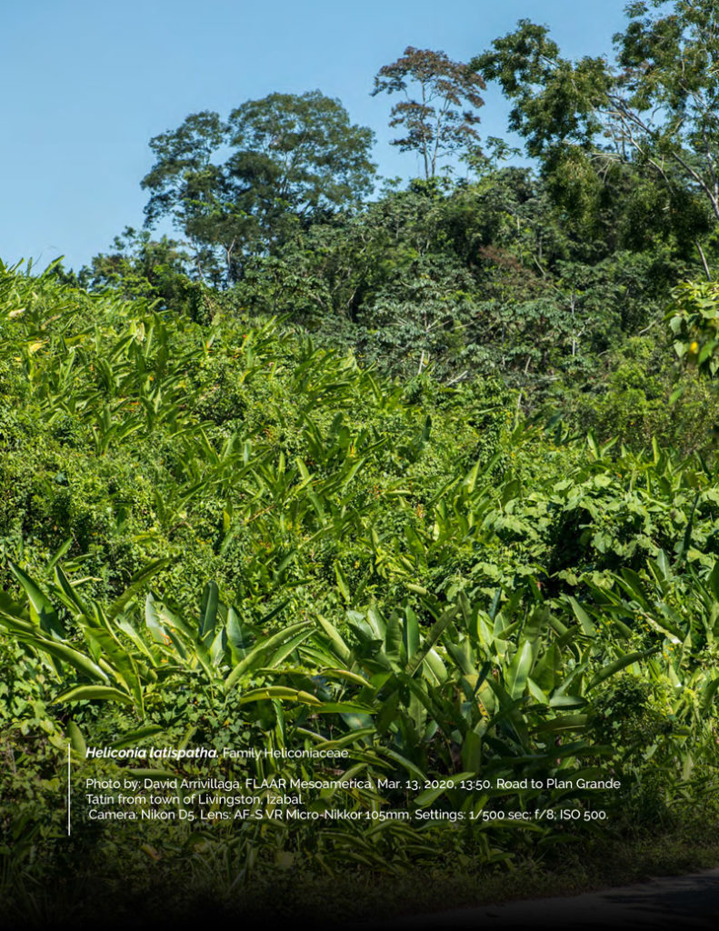 Heliconia Latispatha - Livingston Project - FLAAR MESOAMERICA