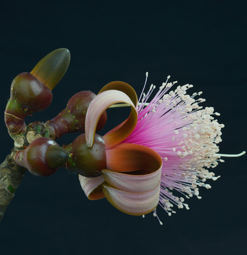 Flower of amapola (Pseudobombax ellipticum). Ciudad Vieja, 2014