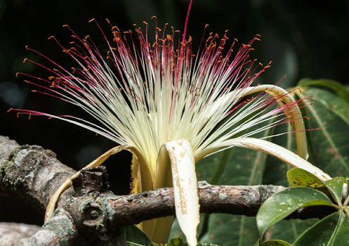 Flower of Zapotón (Pachira aquatica). Río Petexbatún, 2020
