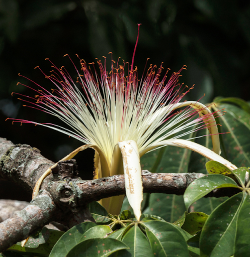 Flower of Zapotón (Pachira aquatica). Río Petexbatún, 2020