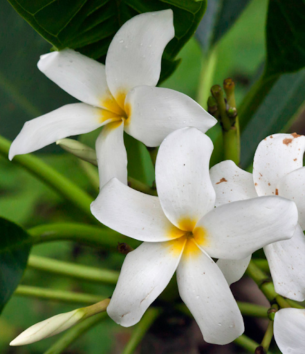 Mayflower (Plumeria glabra). Photography by Nicholas Hellmuth, 2011.