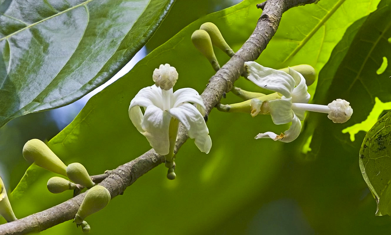 Flower of Molinillo (Quararibea funebris). Photography by Sofía Monzón, 2015