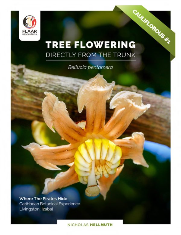 Cover Tree Flowering from the Trunk - Bellucia pentamera - jpg - english version - Apr - 2021 - CM-EPS