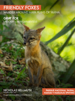 Gray Fox, Urocyon Cinereoargenteus – Friendly Foxes Wander around Maya Ruins of Yaxha