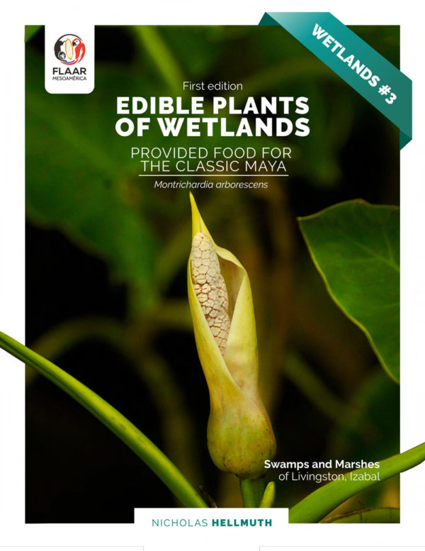 Montrichardia-arborescens-water-chestnut-edible-wild-native-wetlands-plant-of-Municipio-de-Livingston-Guatemala-Hellmuth-FLAAR-2021-JG-preview