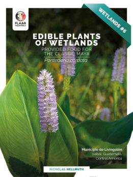 Pontederia cordata-edible-wetlands-plants-livingston-Nicholas-Hellmuth-FLAAR-2021-AG-cover