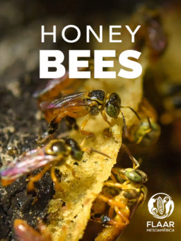 Honey Bees - Stingless Bees
