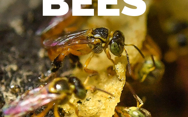 Yaxha-PNYNN-Don-Goyo-meliponia-honey-stingless-bee-Nicholas-style-PDF