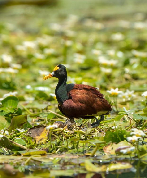 Jacana-spinosa-rio-lampara-livingston