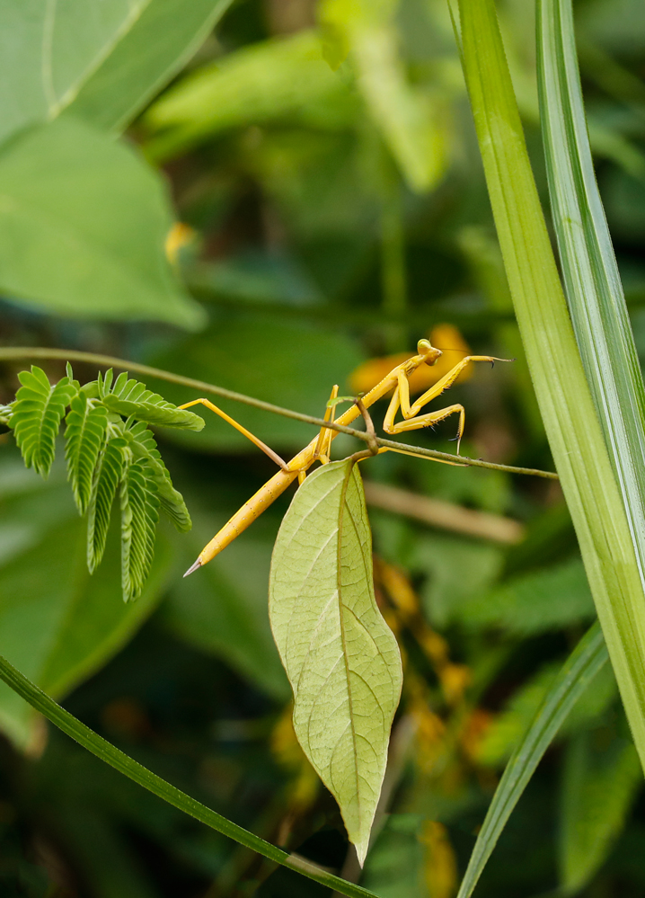 Praying-Mantis-Chocon-Machas-River-Livignston