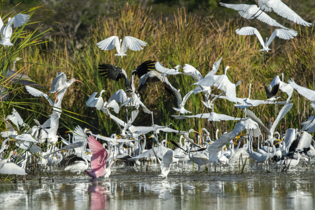 Birds diversity, Nicholas Hellmuth, Canal de Chiquimulilla, Febrero 2021