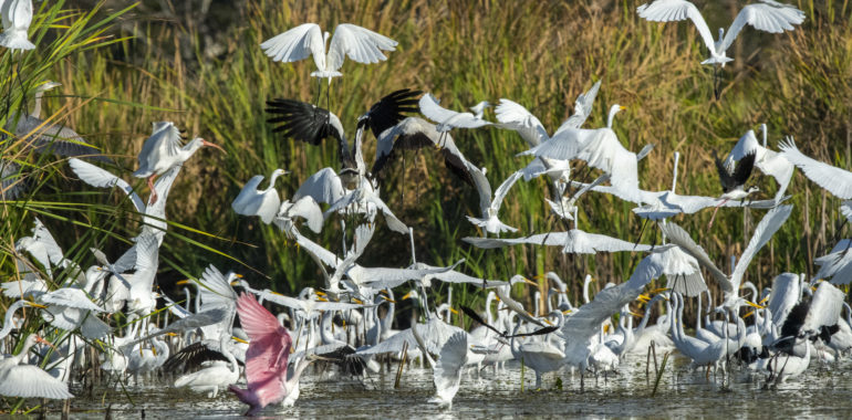 Migratory birds: A special dynamic in the world