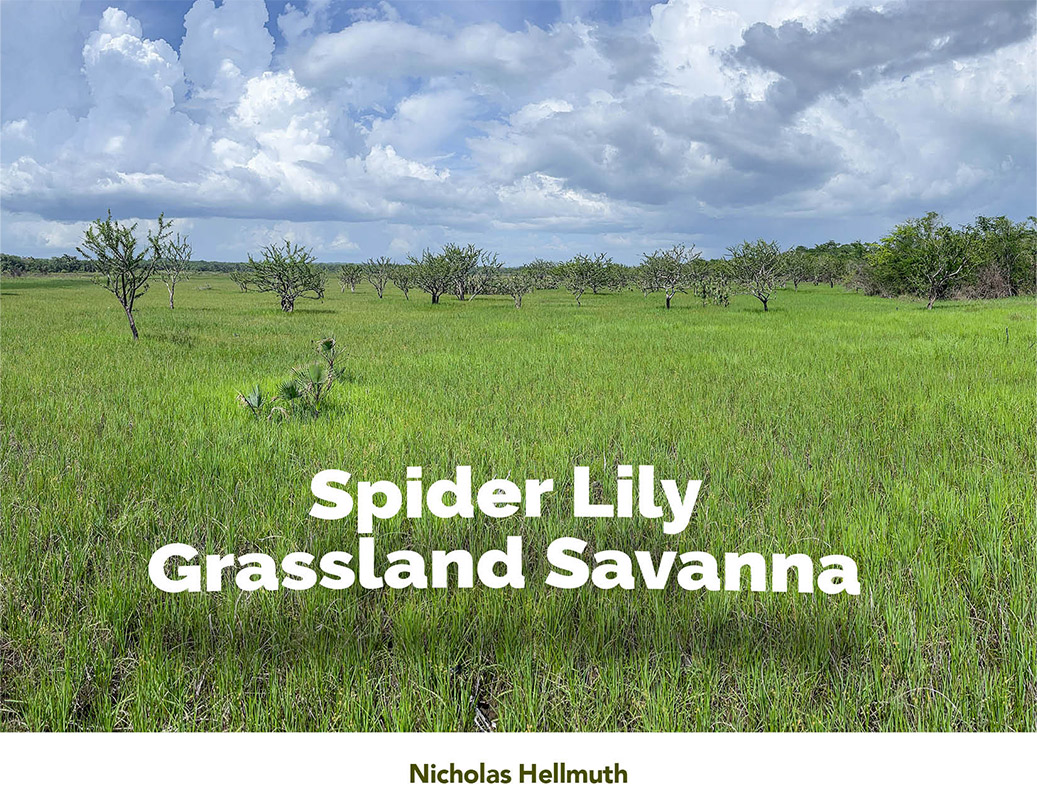 RBM-Spider-Lily-Savanna-Laguna-del-Tigre-full-report