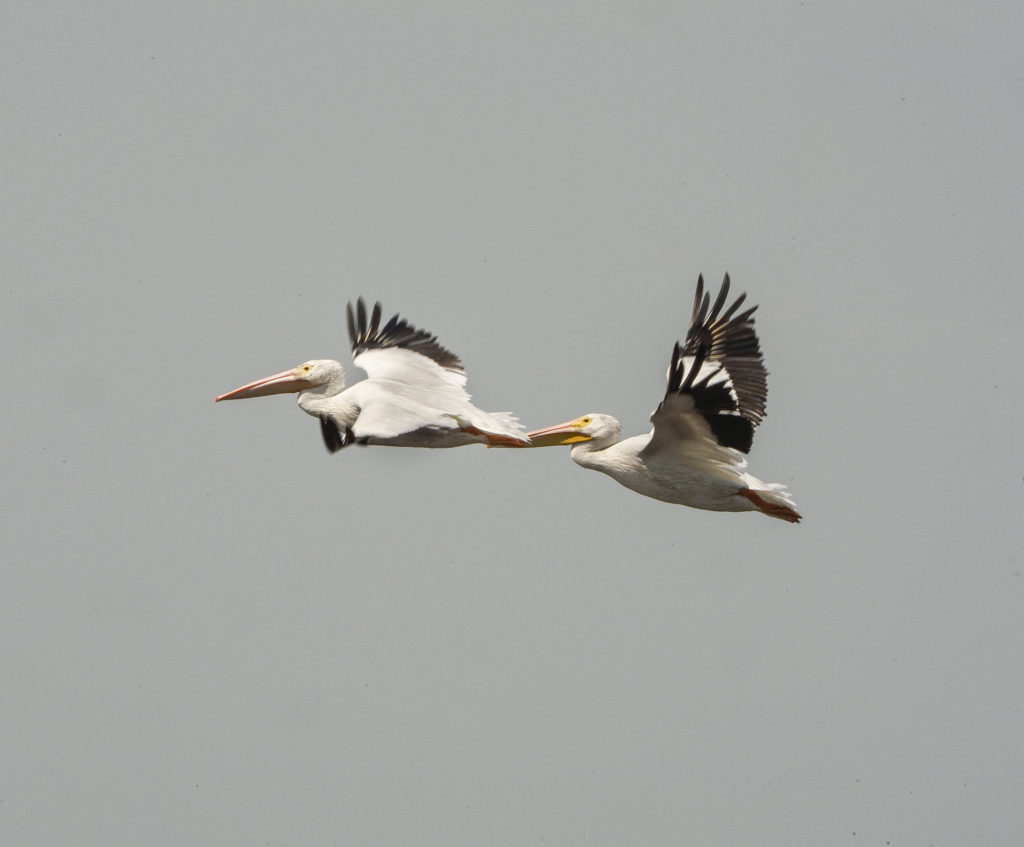 Pelicans, Victor Mendoza, Canal de Chiquimulilla Febrero 2021