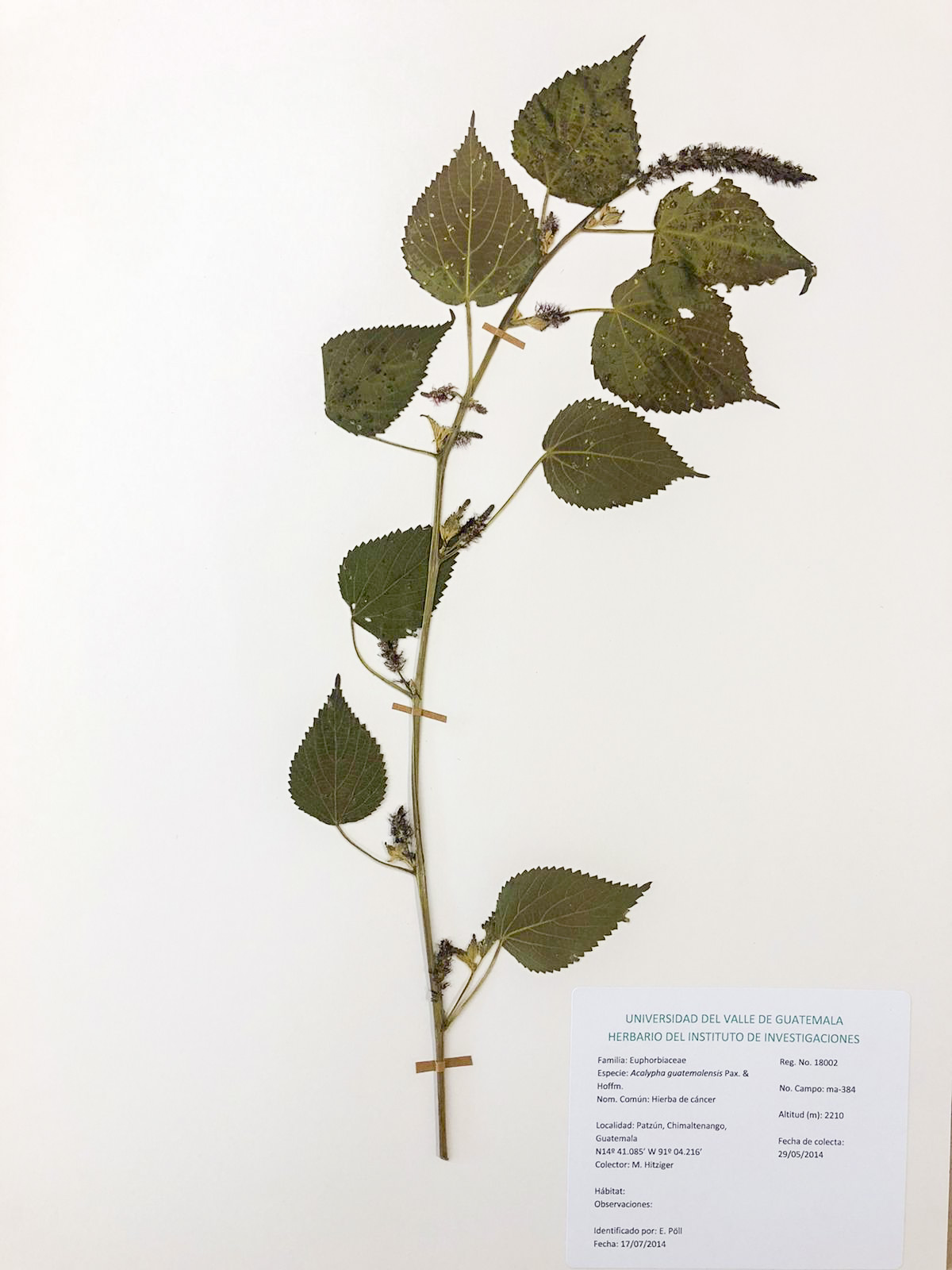 Medicinal plants of Guatemala An approach to ethnobotany 2021