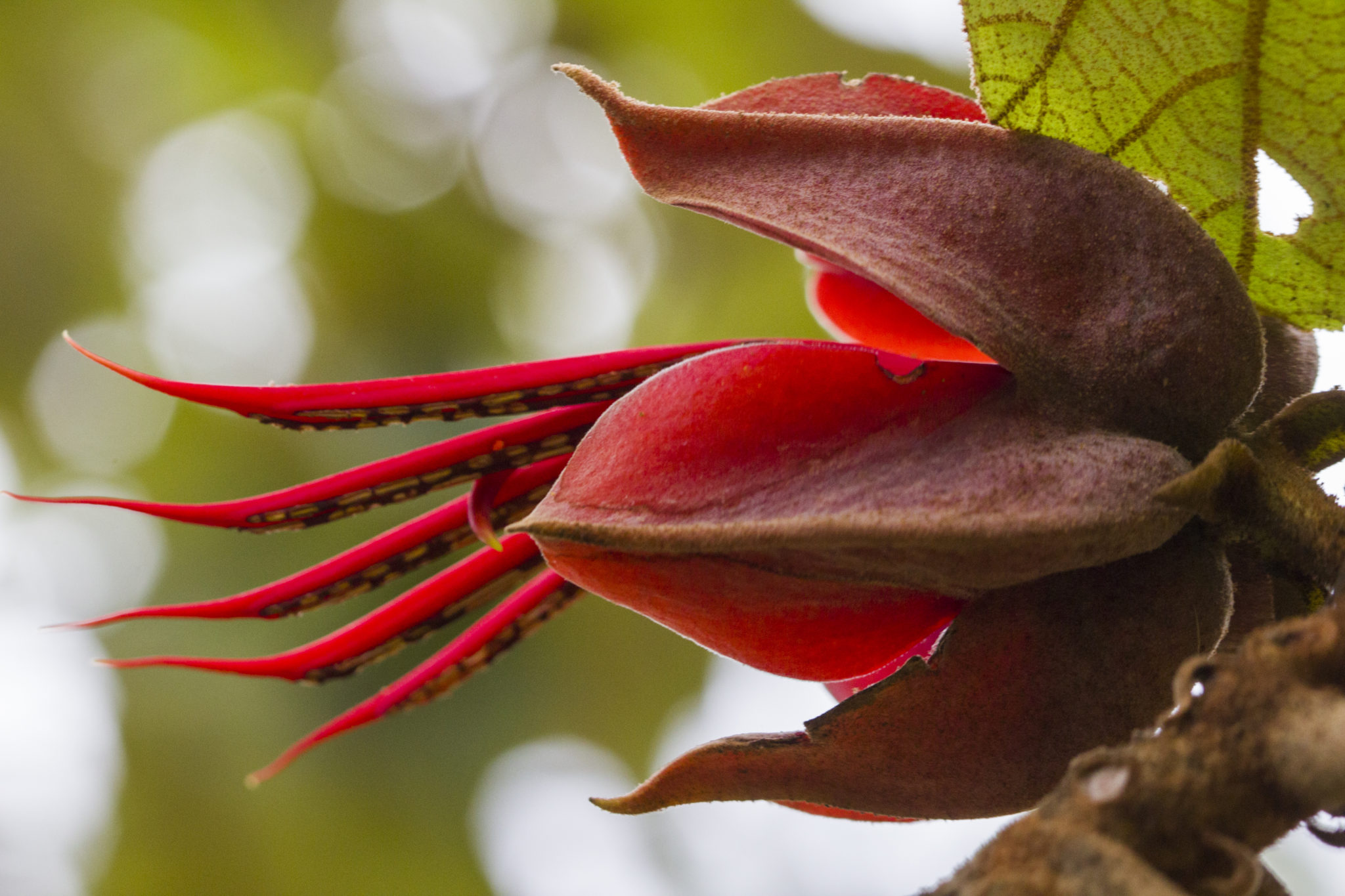 Medicinal plants of Guatemala An approach to ethnobotany 2021