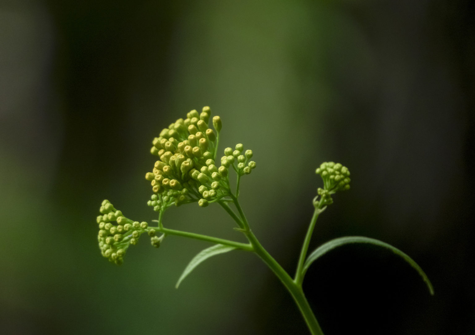 Medicinal plants of Guatemala An approach to ethnobotany 2021