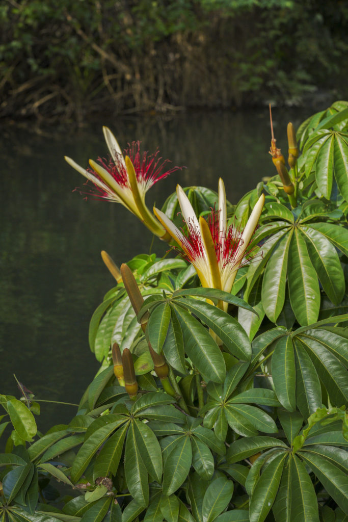 Pachira aquatica-DSC08574