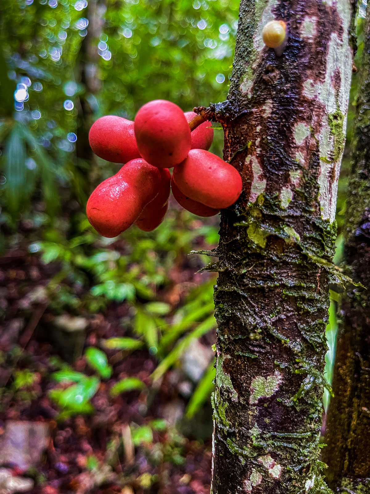 we-found-the-cacao-de-monta-a-flowers-stenanona-stenopetal-flaar