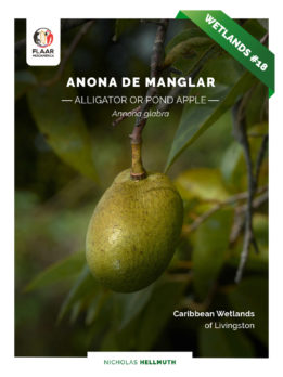 Anonna-glabra-Anona-de-Manglra-Alligator-Pond-Apple-Livingston-PDF-FLAAR-March-2022-NH-english-HG-cover